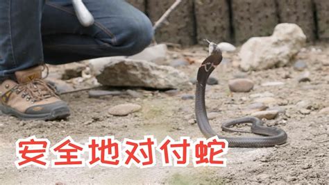 路上遇到死蛇|户外遇到蛇该怎么办？